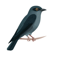 Cuckooshrike, 2D flat vector illustration in icon style, isolated on a white background