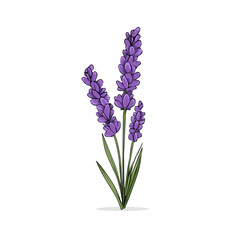 Obraz premium Lavender Flower, 2D flat vector illustration in icon style, isolated on a white background