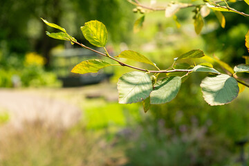 Green alder or Alnus Viridis plant in Zurich in Switzerland 6.8.2025