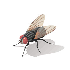 2D flat vector graphic of a Fly in icon style, isolated on white background
