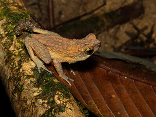 Wild Amphibian Ansonia leptopus in Tropical Forest