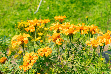 Aztec marigold or Tagetes Erecta plant in Zurich in Switzerland 6.8.2025