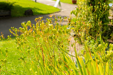 Leopard lily or Iris Domestica plant in Zurich in Switzerland 6.8.2025