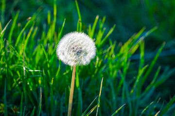 dandelion on green grass
