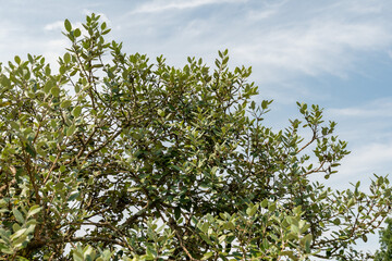 Feijoa or Acca Sellowiana plant in Zurich in Switzerland 6.8.2025