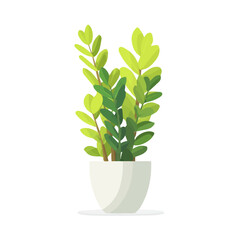 Flat 2D ZZ Plant vector illustration, icon graphic on white background