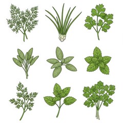Nine Green Culinary Herbs Plants with Intricate Leaf Textures on White Background