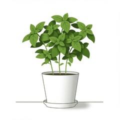 Basil Plant in White Pot with Green Leaves a Culinary Herb Grown Indoors