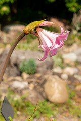 Jersey lily or Amaryllis Belladonna plant in Zurich in Switzerland 6.8.2025