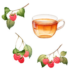 Hand-drawn illustration set featuring a cup of tea, fresh raspberries, and leaves