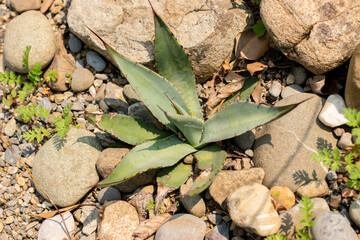 Mescal agave or Agave Parryi plant in Zurich in Switzerland 6.8.2025