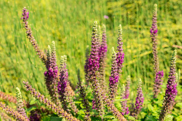Fototapeta premium Teucrium Hircanicum plant in Zurich in Switzerland 6.8.2025