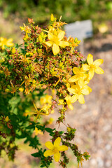 Saint Johns wort or Hypericum Perforatum plant in Zurich in Switzerland 6.8.2025