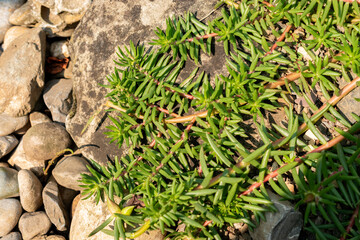 Mexican rose or Portulaca Grandiflora plant in Zurich in Switzerland 6.8.2025