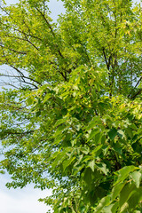Paper mulberry or Broussonetia Papyrifera plant in Zurich in Switzerland 6.8.2025