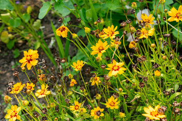 Large flowered tickseed or Coreopsis Grandiflora plant in Zurich in Switzerland 6.8.2025