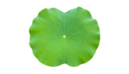 Top-down view of a vibrant green lotus leaf, circular and rippled, with a central point