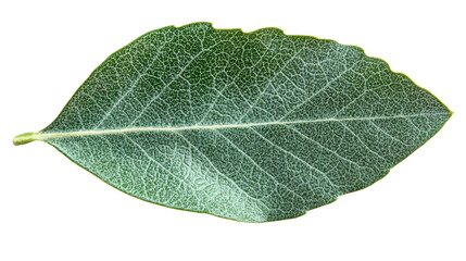 Close up macro image of a healthy green leaf showing detailed veins isolated