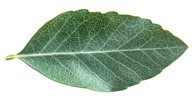 Close up macro image of a healthy green leaf showing detailed veins isolated