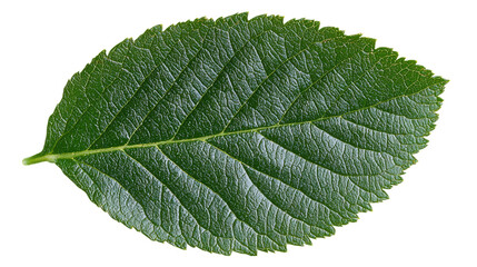 Fototapeta premium A detailed macro shot of a vibrant green leaf showcasing the intricate patterns of the veins and the texture of the surface with a transparent background.
