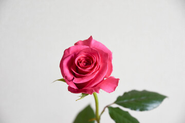 ピンクのばら