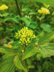 Cluster of Fresh Green Buds