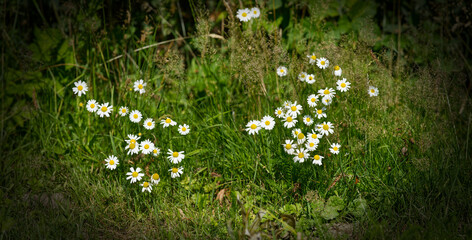 Magerwiesen-Margerite