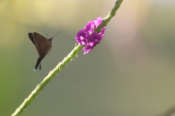 Long-tailed skipper on purple flower, soft focus.