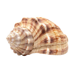 Obraz premium Intricate patterns and textures of a solitary sea shell create a naturally sophisticated design