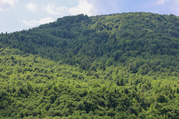 Fototapeta premium ​Picturesque forests densely cover the slopes of the mountain, creating a rich and majestic natural landscape. The variety of green shades indicates a mixed forest type, which gives a sense of natural