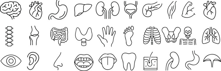 Human Anatomy and Body Organ Line Icon Set, Medical and Healthcare Vector Symbols, thin linear illustration