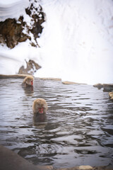 Japanese snow monkeys relaxing in a natural hot spring during winter in Nagano, Japan. Wildlife macaques enjoying the warmth, symbolizing harmony, nature, travel, and cultural experience.