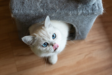 Adorable Ragdoll Cat with Blue Eyes
