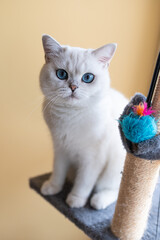 Adorable Ragdoll Cat with Blue Eyes