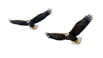 Fototapeta premium some eagles flying in the sky