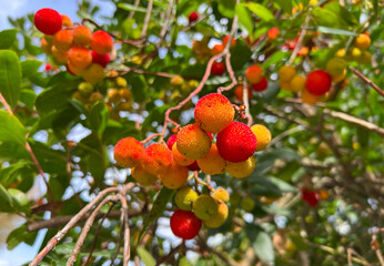 Сlose-up of the vibrant fruit of the strawberry tree - Arbutus unedo, different stages of ripeness. Сluster of spiky, round fruits in vivid shades of red, orange, and green hanging from the branches.