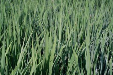 Sharp green rice plant with dew drops. Beautiful landscape of rice plants in the morning. Natural greenery background. Growth of rice grain field. Wallpaper textured backgrounds.