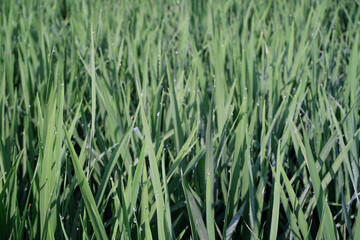 Sharp green rice plant with dew drops. Beautiful landscape of rice plants in the morning. Natural greenery background. Growth of rice grain field. Wallpaper textured backgrounds.
