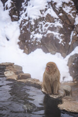 Group of Japanese snow monkeys relaxing in a hot spring during winter in Nagano, Japan. Wildlife macaques enjoying warmth in snowy mountains, symbolizing nature, culture, travel, and harmony.
