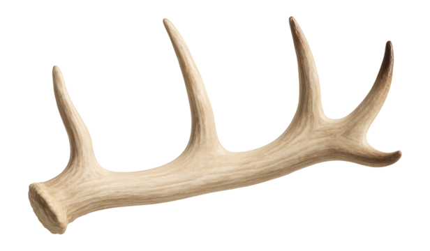 Natural antler bone for a rustic cabin setting with pets.