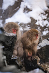 Obraz premium A Japanese snow monkey mother cuddles her baby while sitting on hot spring rocks in Nagano, Japan. Their bond highlights maternal love, warmth, and survival in the harsh winter wilderness.