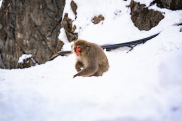 A Japanese snow monkey walks across a snowy landscape in Nagano, Japan. Captured in its natural winter habitat, the macaque symbolizes resilience, adaptation, and the harmony of wildlife with nature.