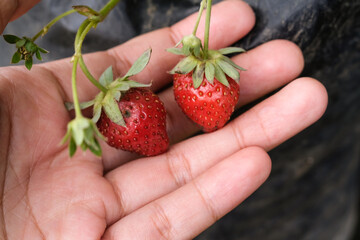 Red and pink strawberries on the fingers and palms. Fresh strawberries grown in pots are ready to...