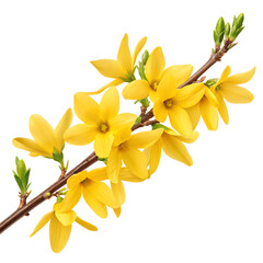 Obraz premium Vibrant yellow forsythia flowers bloom on a delicate branch with fresh green buds against a pure black background suitable for various creative uses