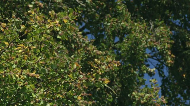 beech tree full of nuts in autumn