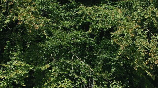 beech tree full of nuts in autumn