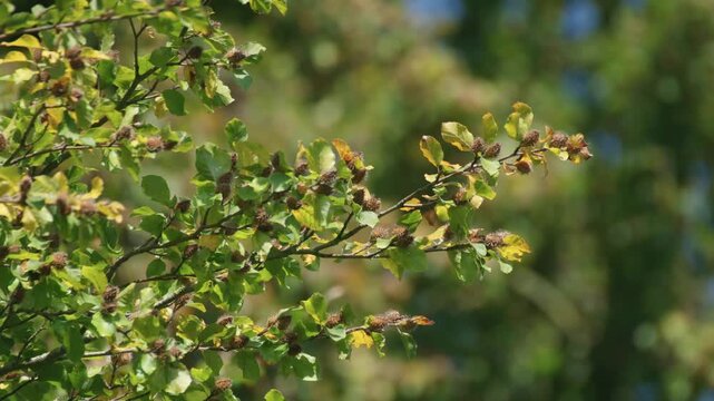 autumn branch full of beechnuts