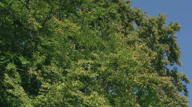 beech tree full of nuts in autumn