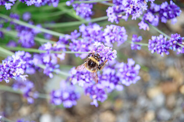 Bee on Lavender in a Summer Field