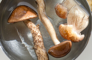 Washing birch bolete and porcini mushrooms in metal bowl